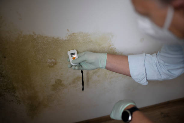 Best HVAC Mold Remediation in Excelsior Springs, MO