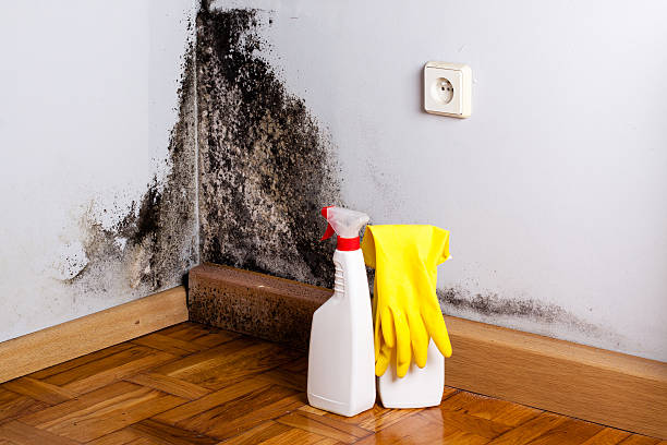 Best Attic Mold Remediation in Excelsior Springs, MO