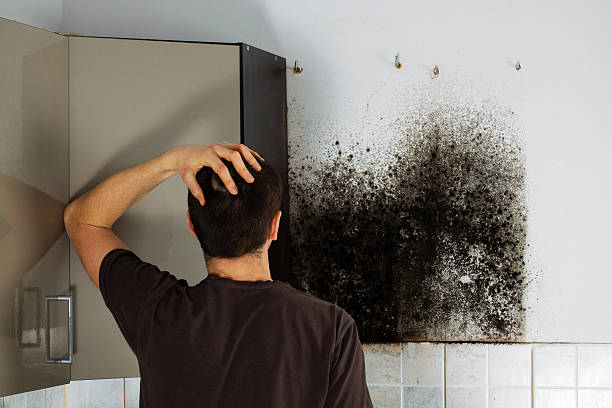 Best Residential Mold Remediation in Excelsior Springs, MO